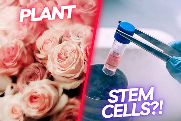 Roses broken down into plant based stem cells