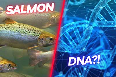 Salmon sperm is used to make salmon dna serums image shows a salmon school and dna chain